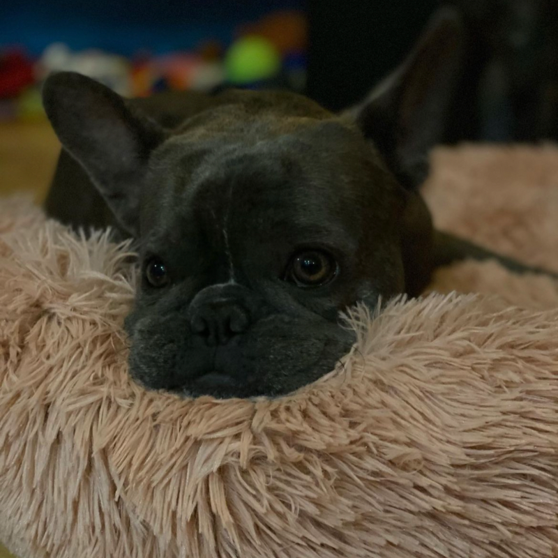 Stress-Relief Dog Bed