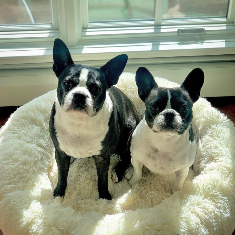 Stress-Relief Dog Bed